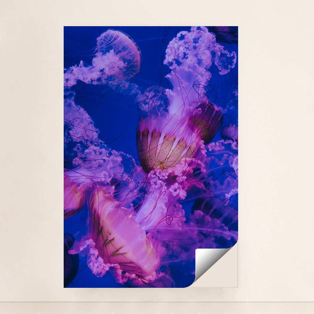Jellyfish swimming in a tank by Francesco Liotti - Peeliez
