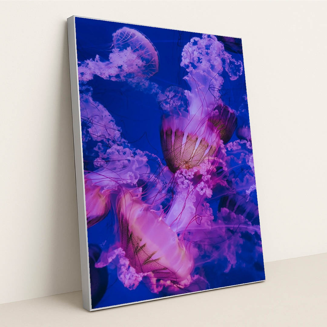 Jellyfish swimming in a tank by Francesco Liotti - Silver Frame Stretchiez