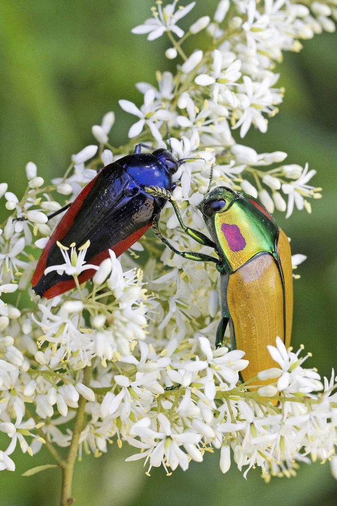 Noor din - Vibrant beetles on white flowers showcasing nature's beauty in Australia.
