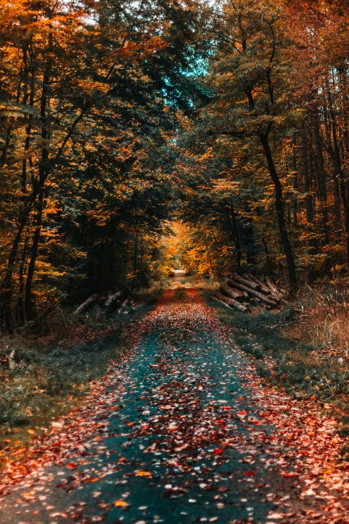 Journey Through Autumn by David von Diemar