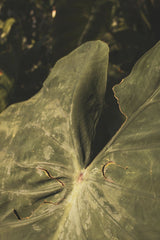 Luci - A detailed look at a sunlit tropical leaf showcasing its natural textures and earthy tones.