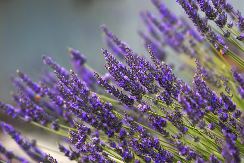 Frank Cone - Lush lavender flowers in full bloom with soft focus, embracing summer's vibrant colors.