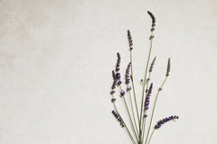 Lisett Kruusimäe - Elegant lavender stems against a neutral background, perfect for floral-themed designs.