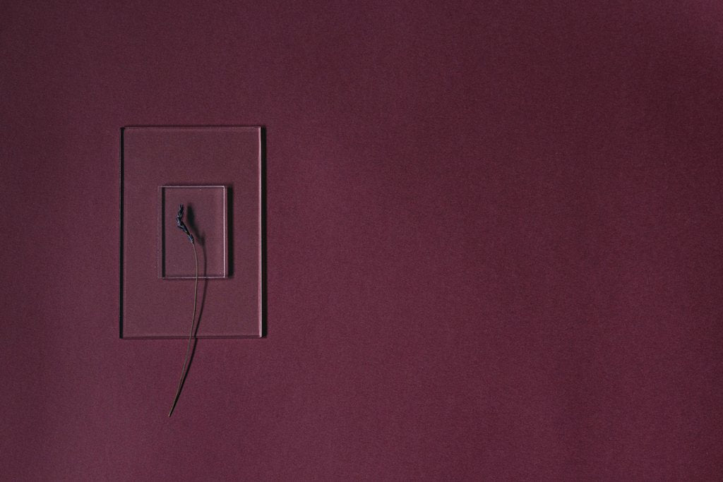Lisett Kruusimäe - Minimalist maroon backdrop featuring a transparent frame with a single flower stem.