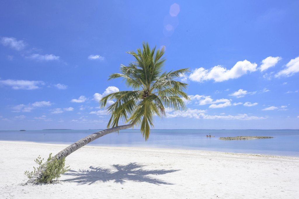 Asad Photo Maldives - Tropical beach in Maldives with a leaning palm tree and clear blue sky. Perfect holiday retreat.