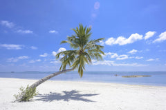 Asad Photo Maldives - Tropical beach in Maldives with a leaning palm tree and clear blue sky. Perfect holiday retreat.
