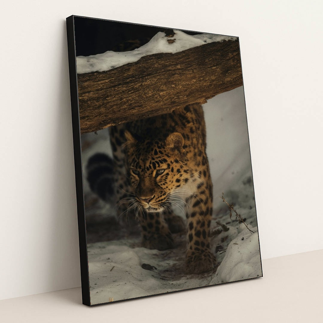 Leopard in the Snow by Caleb Falkenhagen - Black Frame Stretchiez