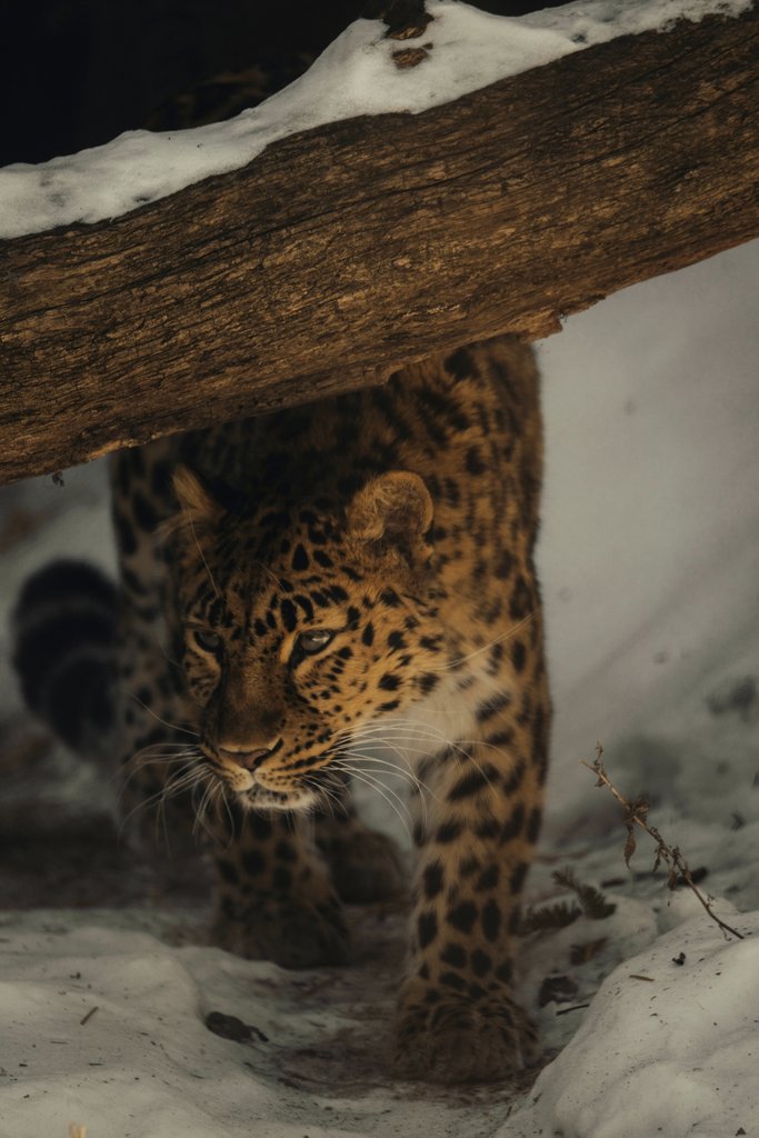 Leopard in the Snow by Caleb Falkenhagen