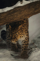 Leopard in the Snow by Caleb Falkenhagen