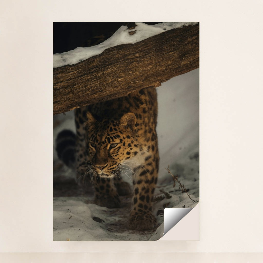 Leopard in the Snow by Caleb Falkenhagen - Peeliez