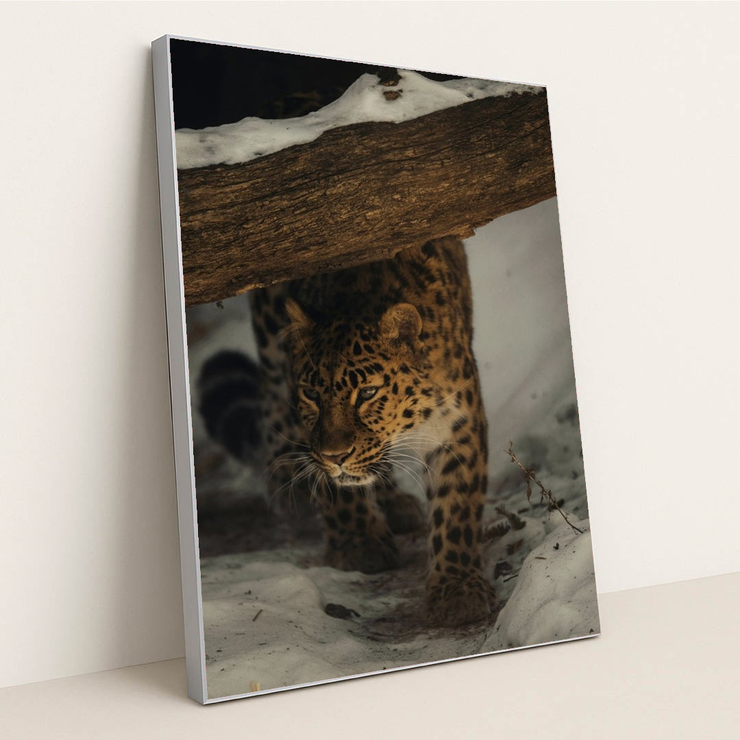 Leopard in the Snow by Caleb Falkenhagen - Silver Frame Stretchiez