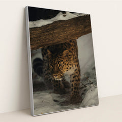 Leopard in the Snow by Caleb Falkenhagen - Silver Frame Stretchiez