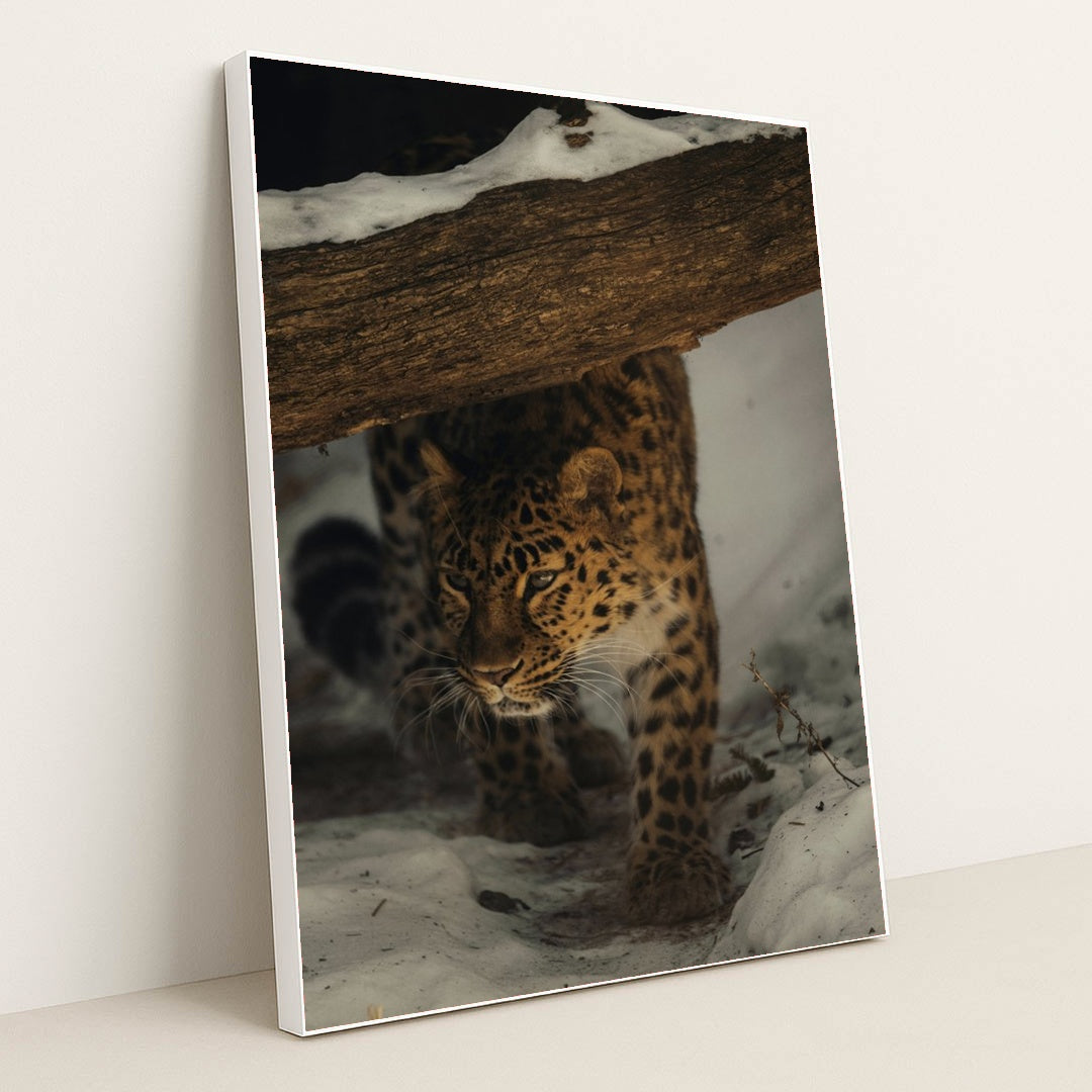 Leopard in the Snow by Caleb Falkenhagen - White Frame Stretchiez