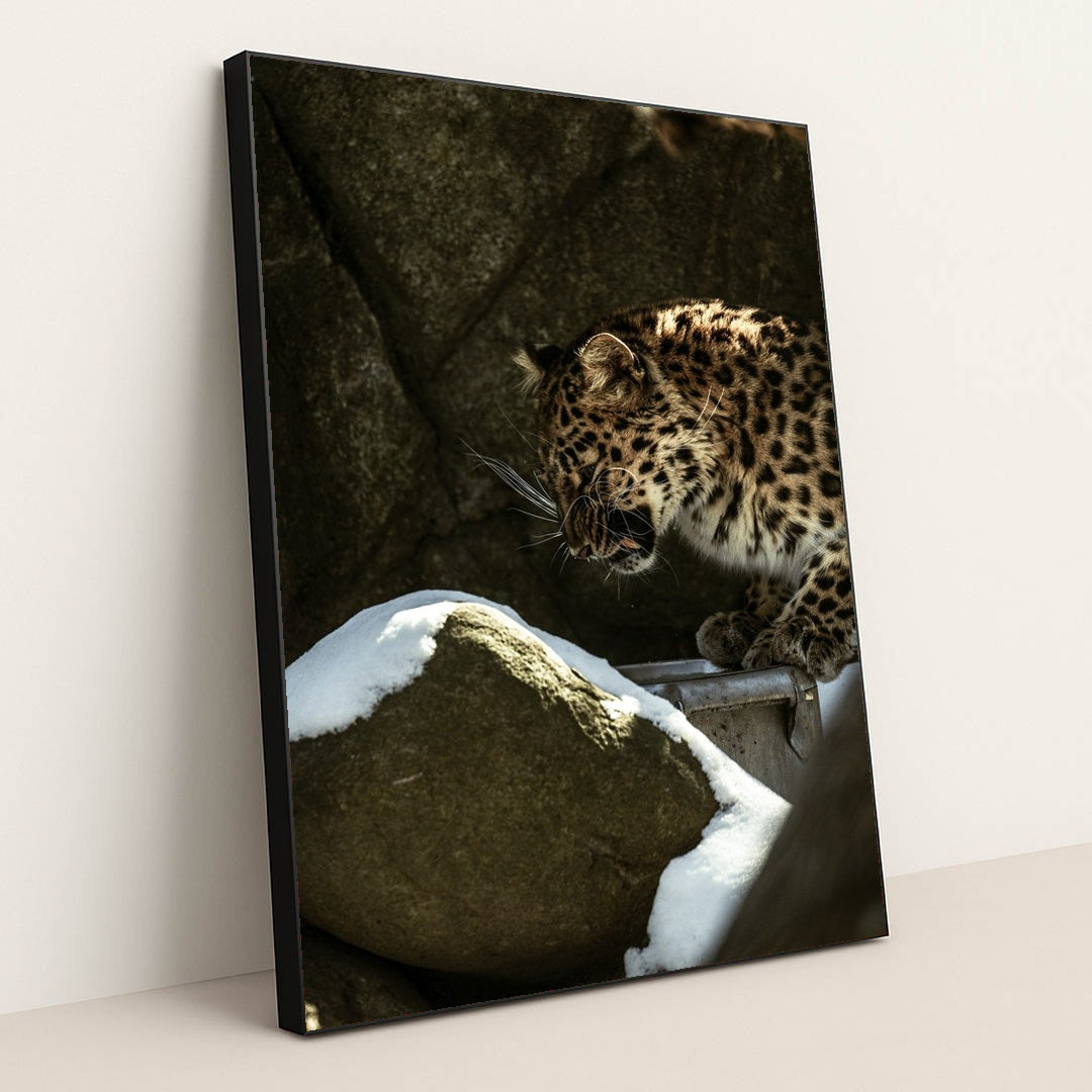 Leopard in Rocky Snow-Covered Habitat by Caleb Falkenhagen - Black Frame Stretchiez