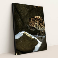 Leopard in Rocky Snow-Covered Habitat by Caleb Falkenhagen - Black Frame Stretchiez