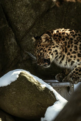 Leopard in Rocky Snow-Covered Habitat by Caleb Falkenhagen