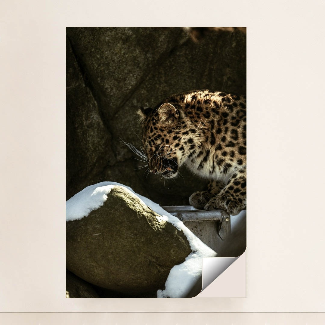 Leopard in Rocky Snow-Covered Habitat by Caleb Falkenhagen - Peeliez
