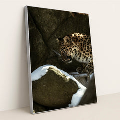 Leopard in Rocky Snow-Covered Habitat by Caleb Falkenhagen - Silver Frame Stretchiez
