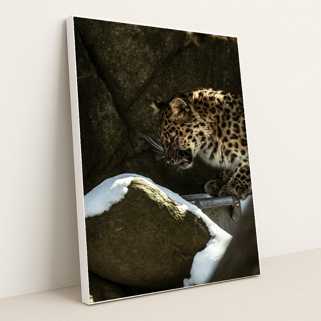 Leopard in Rocky Snow-Covered Habitat by Caleb Falkenhagen - White Frame Stretchiez