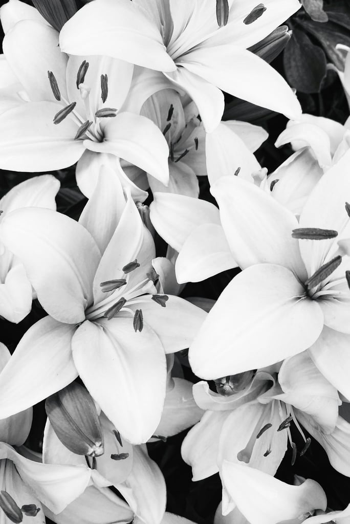 Lily Noir by Eugene Golovesov