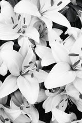 Lily Noir by Eugene Golovesov