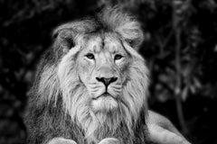 Stock Photos - Beautiful black and white portrait of Asiatic Lion Panthera Leo Persica
