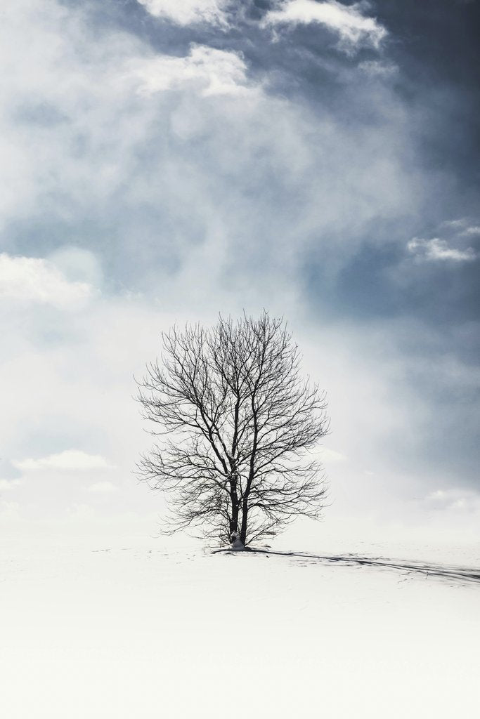 Todd Trapani - A lone tree stands in a serene snowy field under a cloudy winter sky.