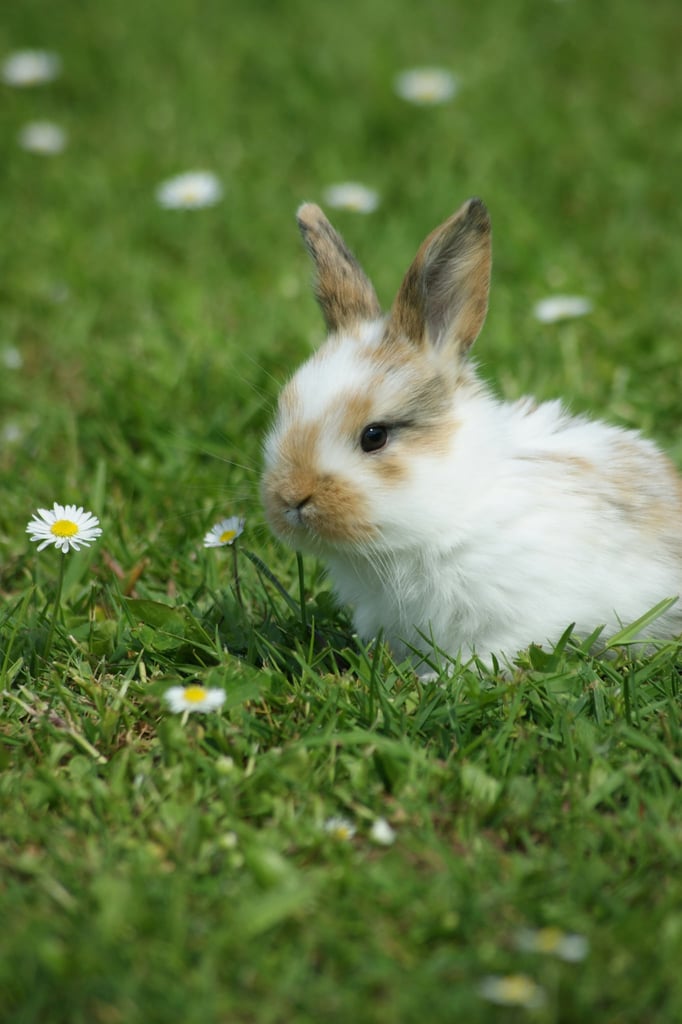 Meadow Whiskers by Thammy Kolb