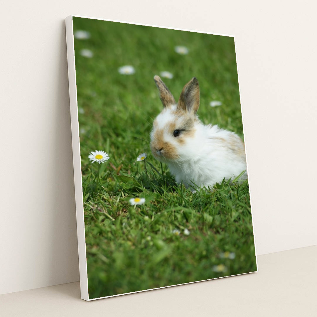 Meadow Whiskers by Thammy Kolb - White Frame Stretchiez