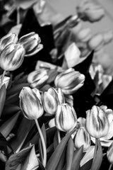 Midnight Tulips by Keith Jonson