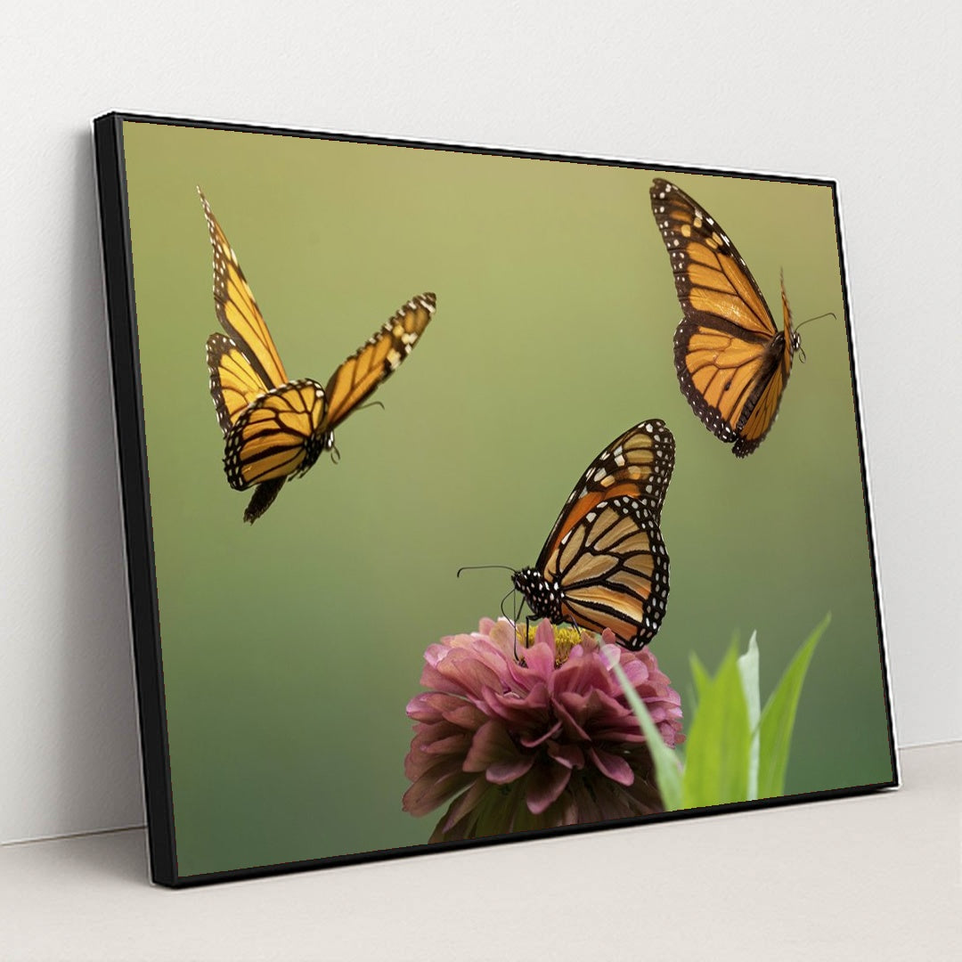 Monarch Butterflies and Zinnia Blossom by Skyler Ewing - Black Frame Stretchiez
