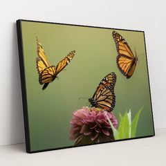 Monarch Butterflies and Zinnia Blossom by Skyler Ewing - Black Frame Stretchiez