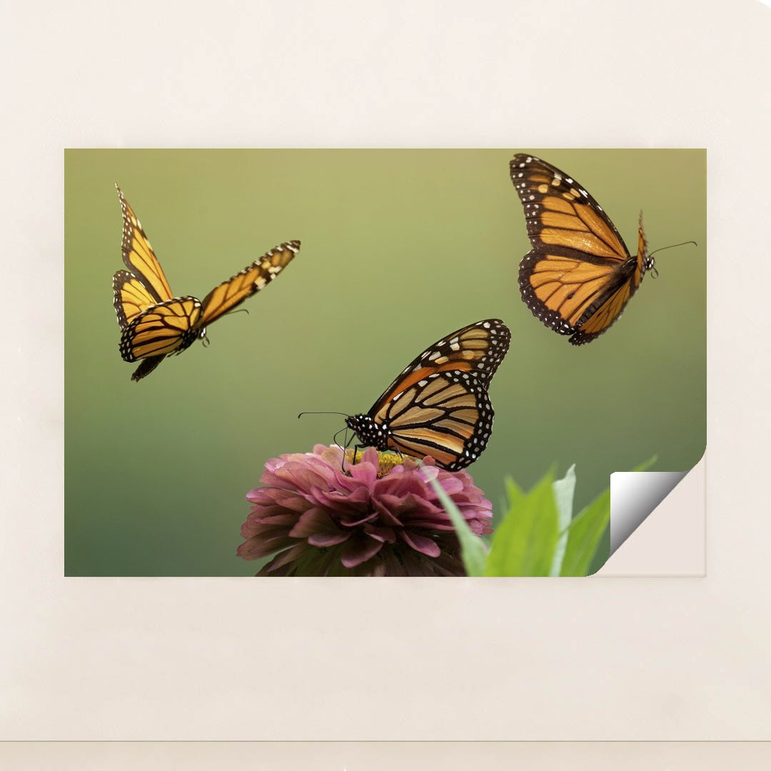 Monarch Butterflies and Zinnia Blossom by Skyler Ewing - Peeliez