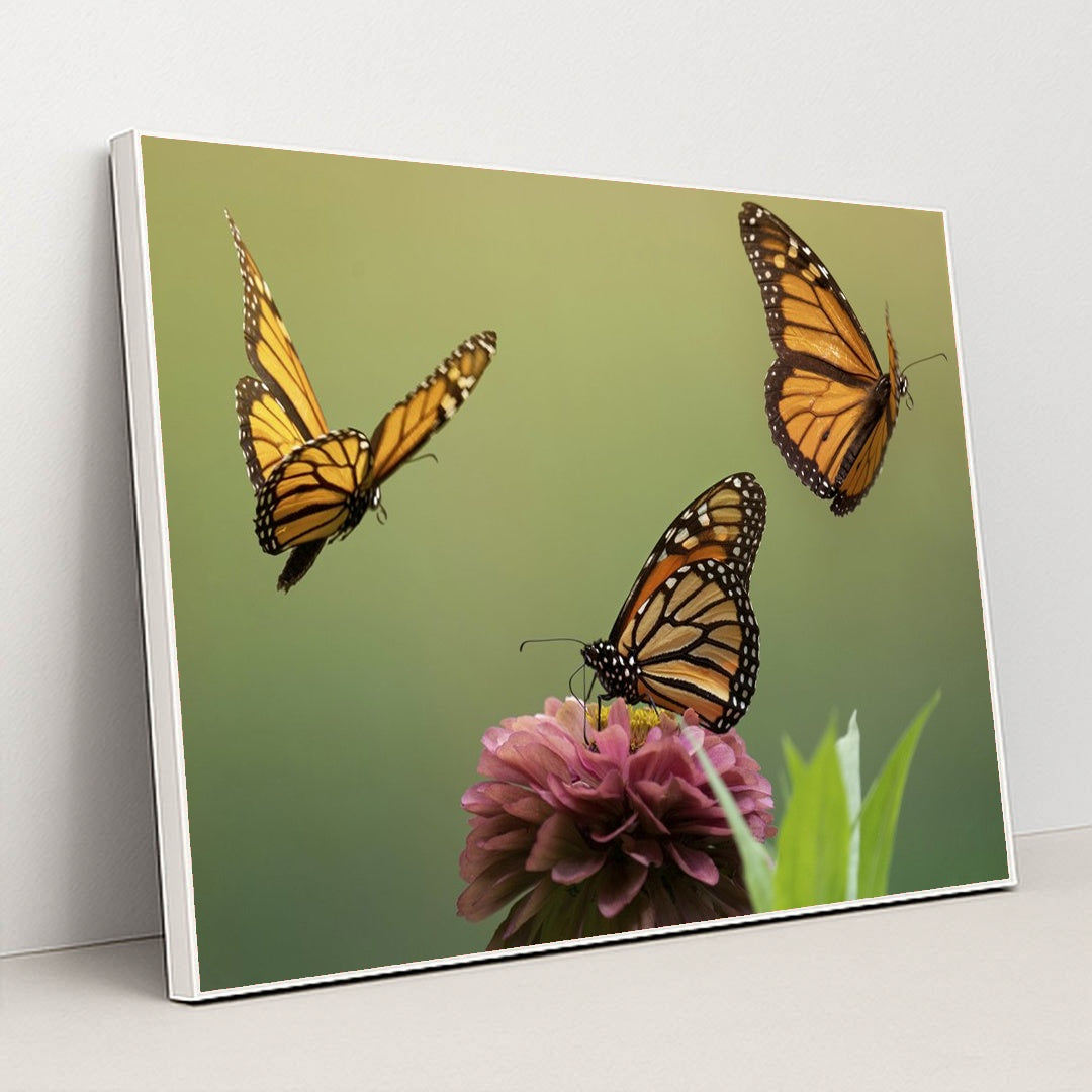 Monarch Butterflies and Zinnia Blossom by Skyler Ewing - White Frame Stretchiez