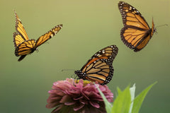 Skyler Ewing - Three monarch butterflies gracefully hovering around a pink zinnia flower with a soft green background.
