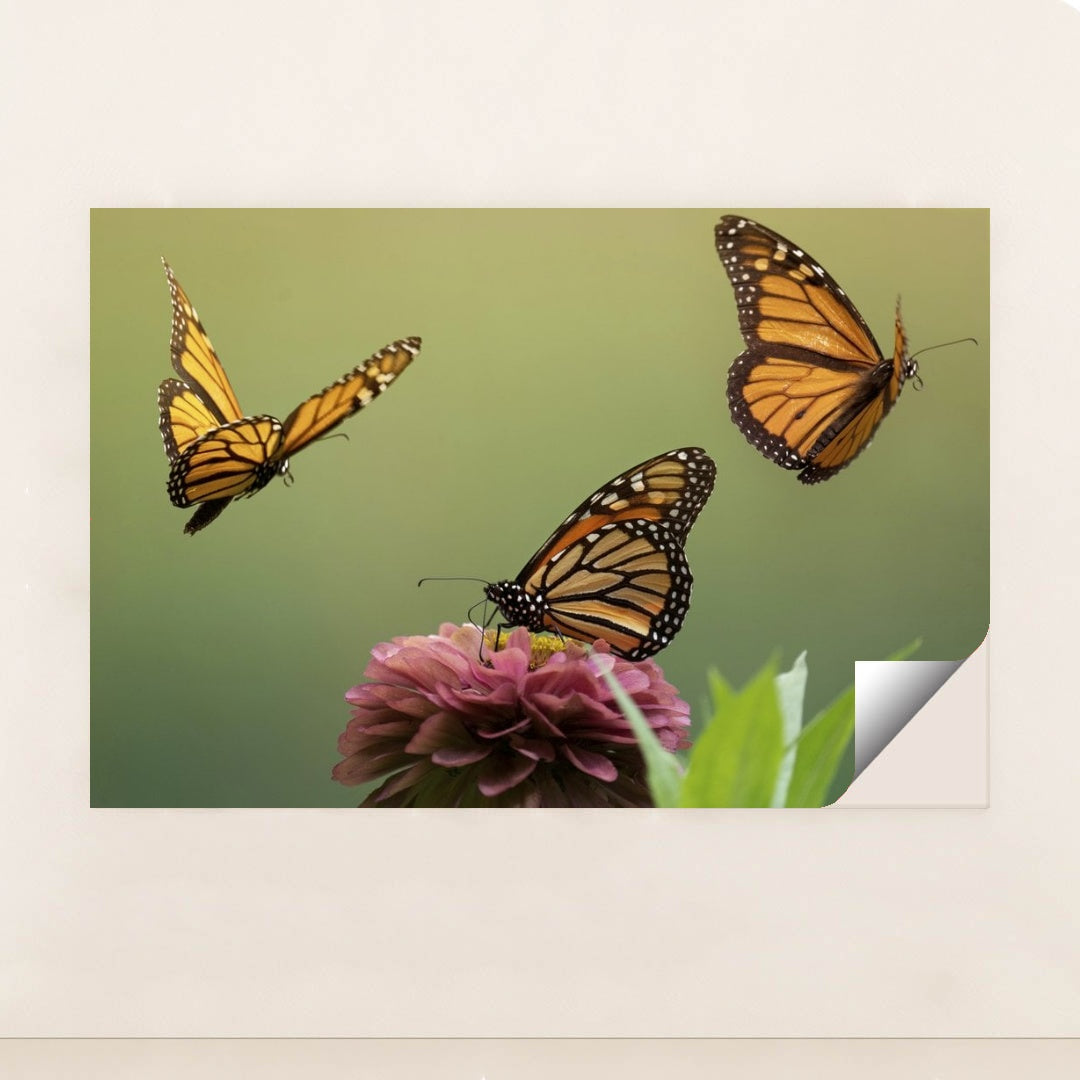 7090296651811 - Product Image