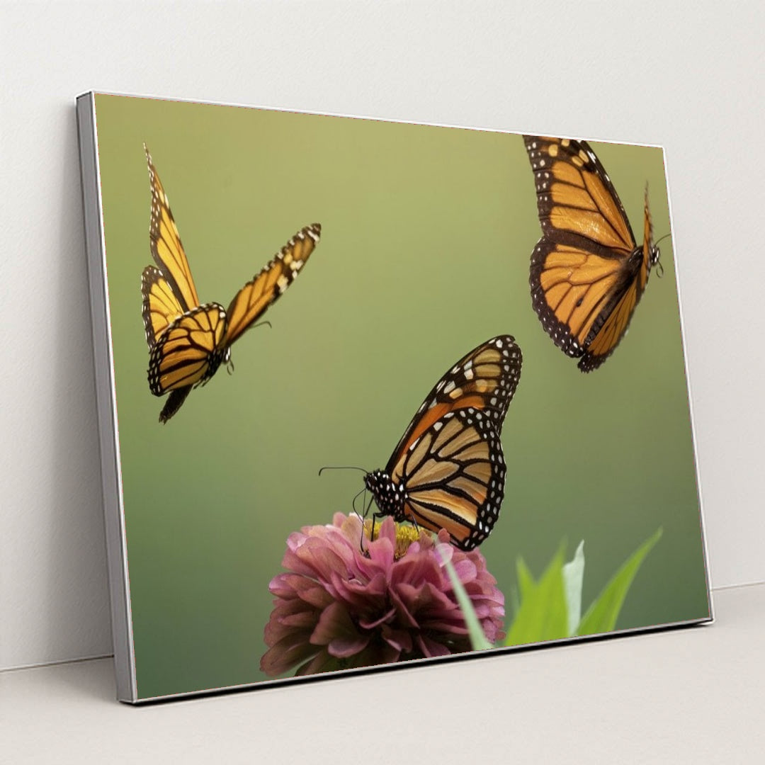 7090296651811 - Product Image