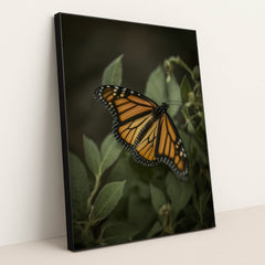 Monarch in Shadow by Allec Gomes - Black Frame Stretchiez