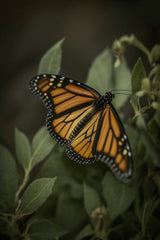Monarch in Shadow by Allec Gomes