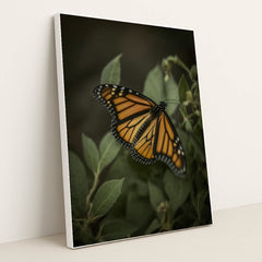 Monarch in Shadow by Allec Gomes - White Frame Stretchiez