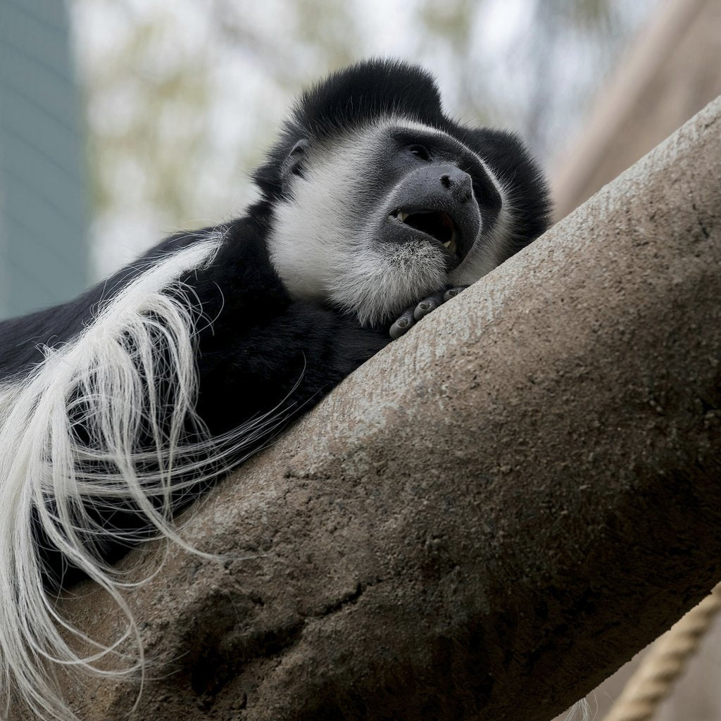 Mike Kit - Black-and-white colobus monkey relaxing on a tree in a zoo setting.