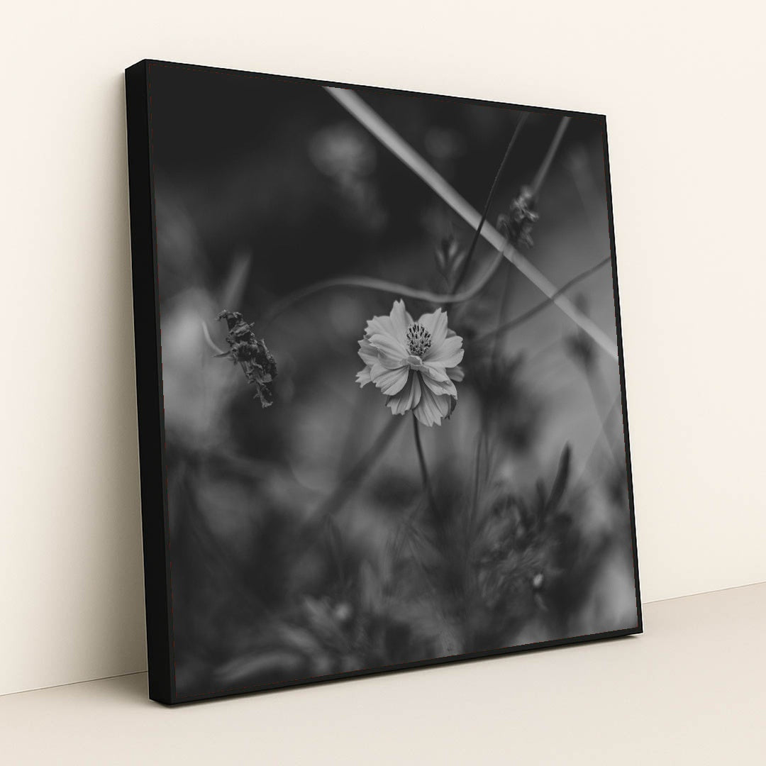 Monochrome Floral Elegance by Animesh Srivastava - Black Frame Stretchiez
