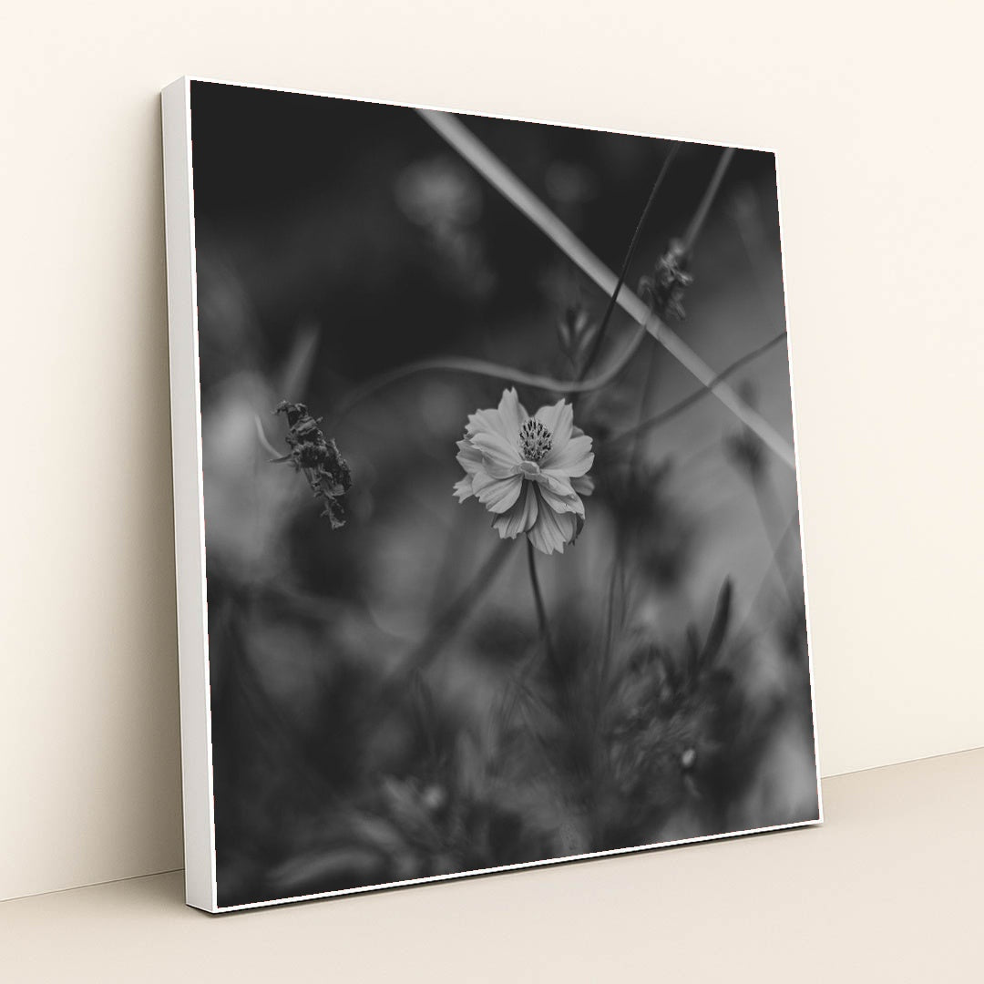 Monochrome Floral Elegance by Animesh Srivastava - White Frame Stretchiez