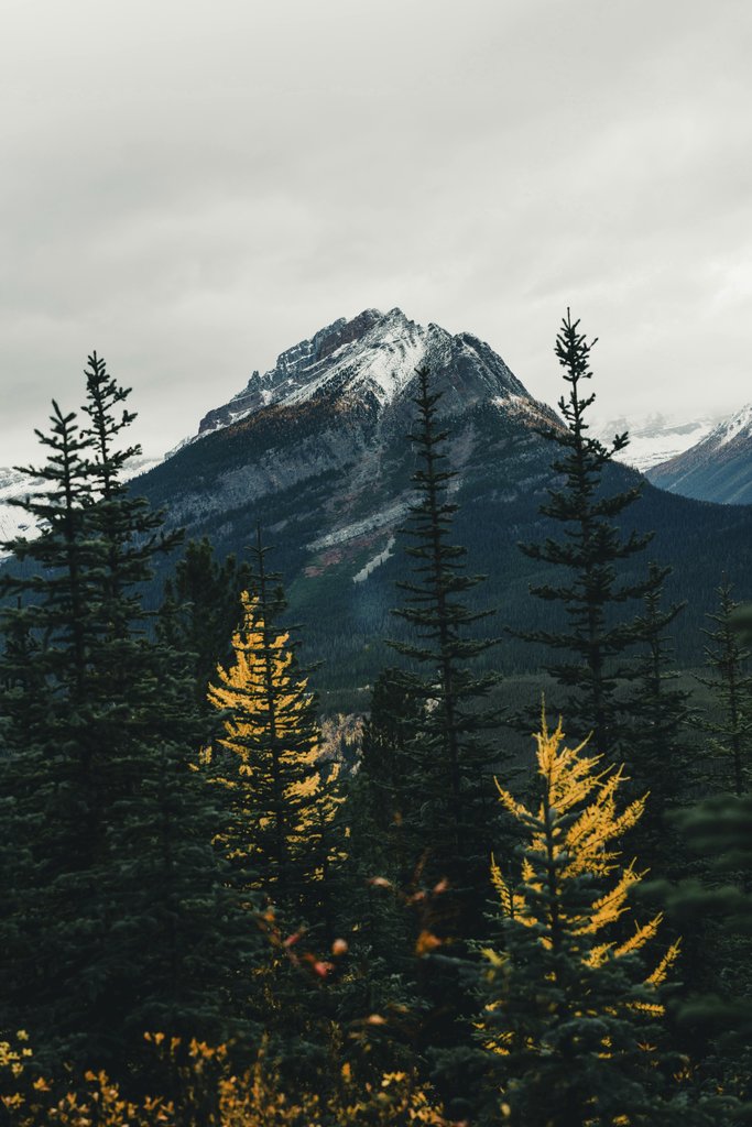 Ali Kazal - Stunning view of a snow-capped mountain surrounded by autumn trees in a forest setting.