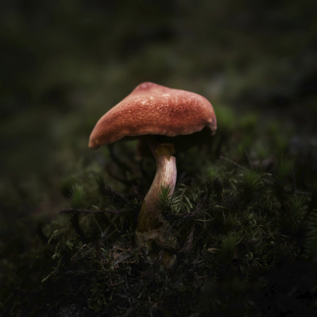 Skyler Ewing - Poisonous fungus with bright cap and wavy stipe growing on green land in woods