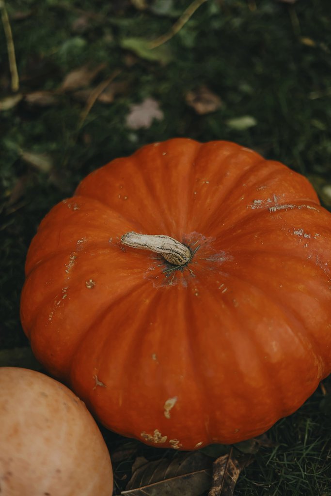 Valeria Boltneva - A detailed view of vibrant orange pumpkins on a grassy fall background, perfect for seasonal themes.