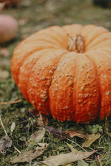 Valeria Boltneva - Close-up of a bright orange pumpkin on grass surrounded by fall leaves.