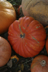 Valeria Boltneva - Close-up of colorful pumpkins on grass, showcasing autumn's vibrant hues.