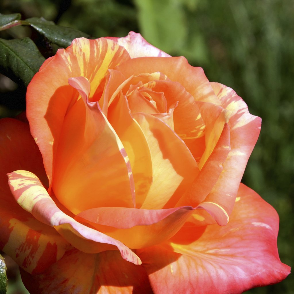 Gutjahr Aleksandr - Stunning close-up of a vibrant orange rose with intricate petal details in warm sunlight.