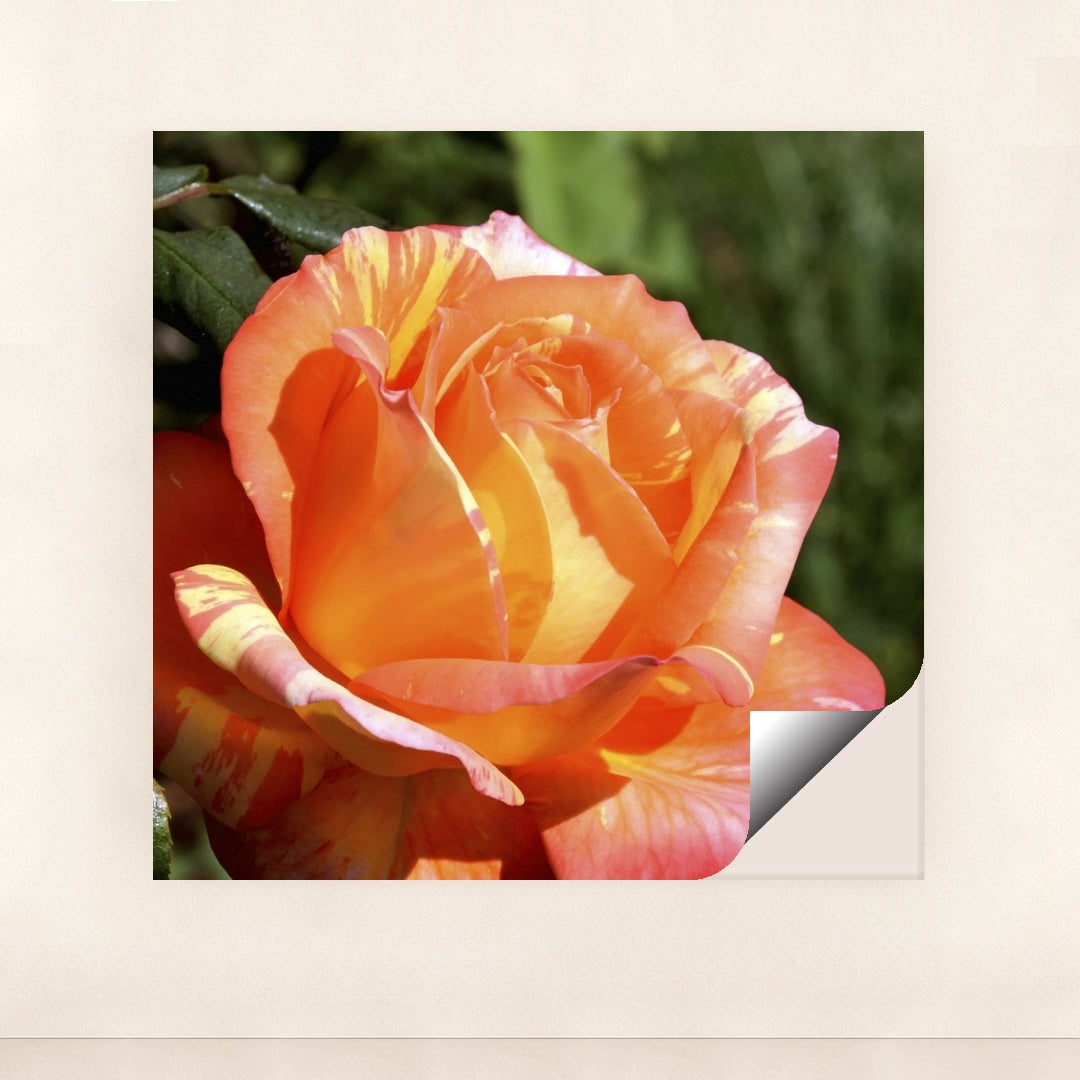 7090295275555 - Product Image